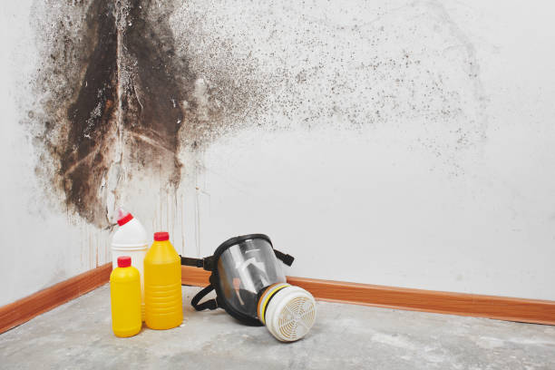 Certified Mold Removal in Fairbury, NE
