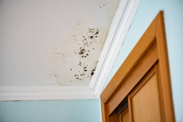 Fairbury, NE Mold Removal Company