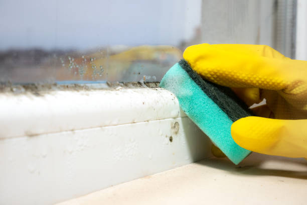 Best Mold Removal Company Near Me  in Fairbury, NE