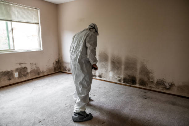 Best Local Mold Removal Service  in Fairbury, NE